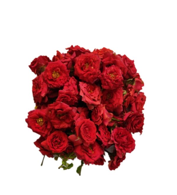 Red rose 250gms